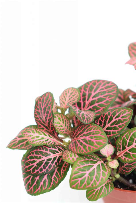 pink angel plant|fittonia albivenis pink anne.